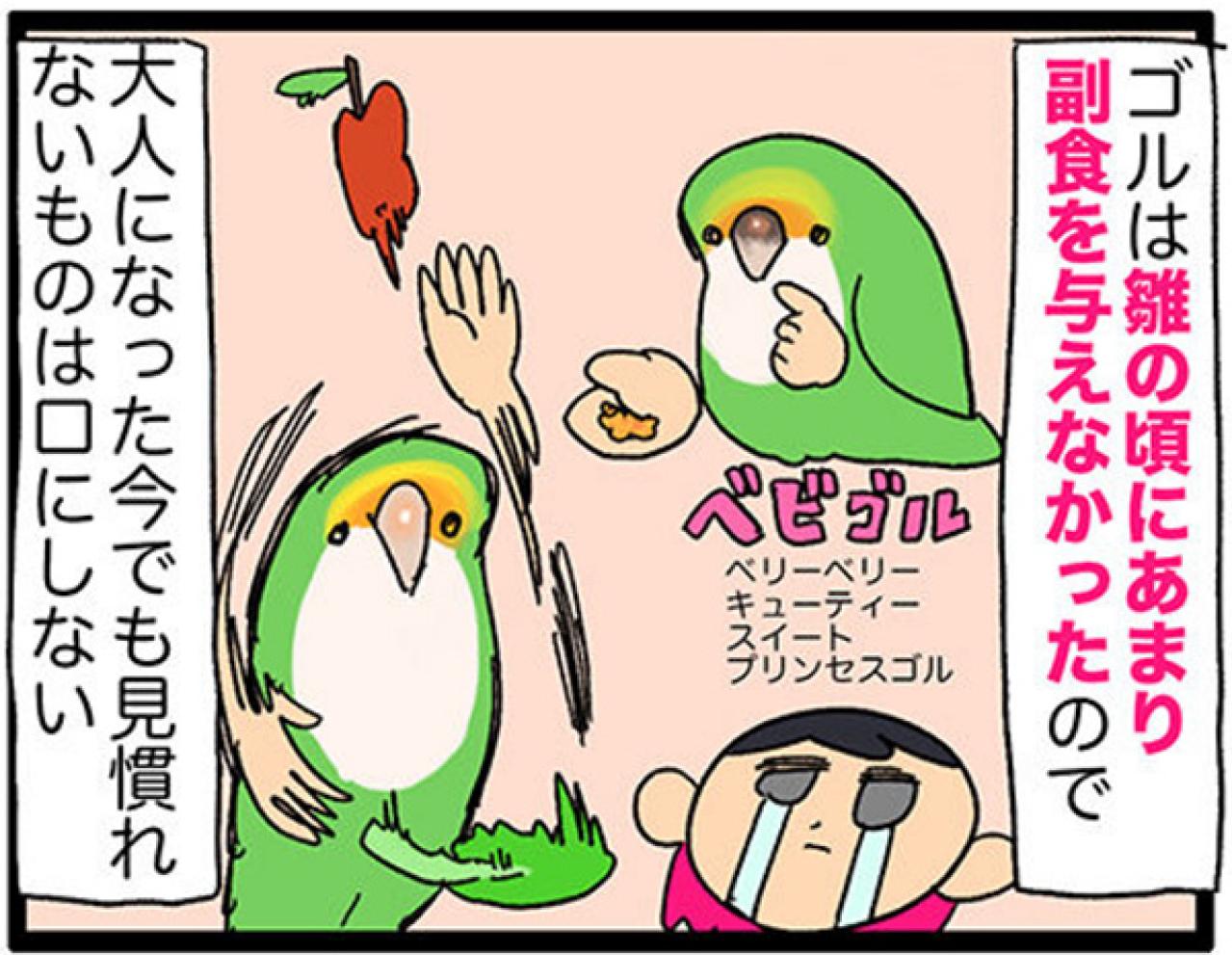 【鳥マンガ＃27】水浴びをしたときのインコ臭が…／女帝インコついにリンゴを召し上がる（画像8）