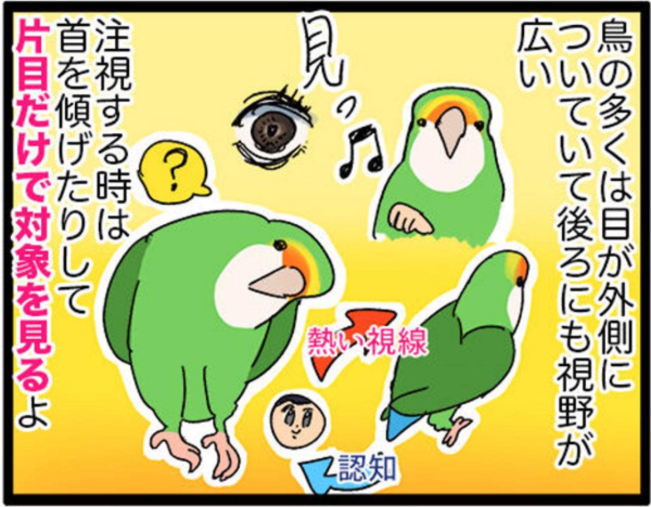 【鳥マンガ＃29】インコはいつでもパワフル／かわいいおしりを眺めていたら…（画像5）