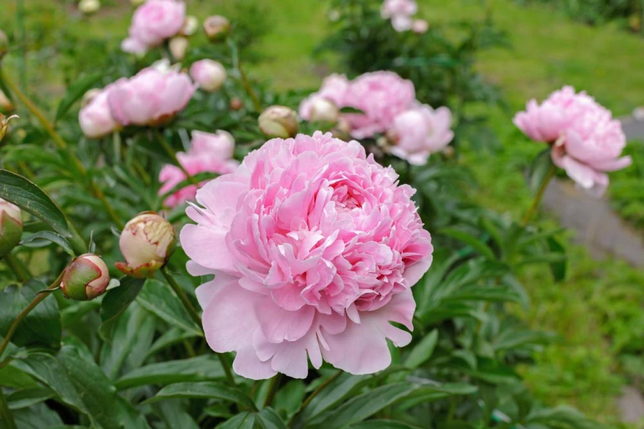 【ガーデニング】春に咲くふんわりピンクの花［9選］草丈の異なる3タイプ（画像2）