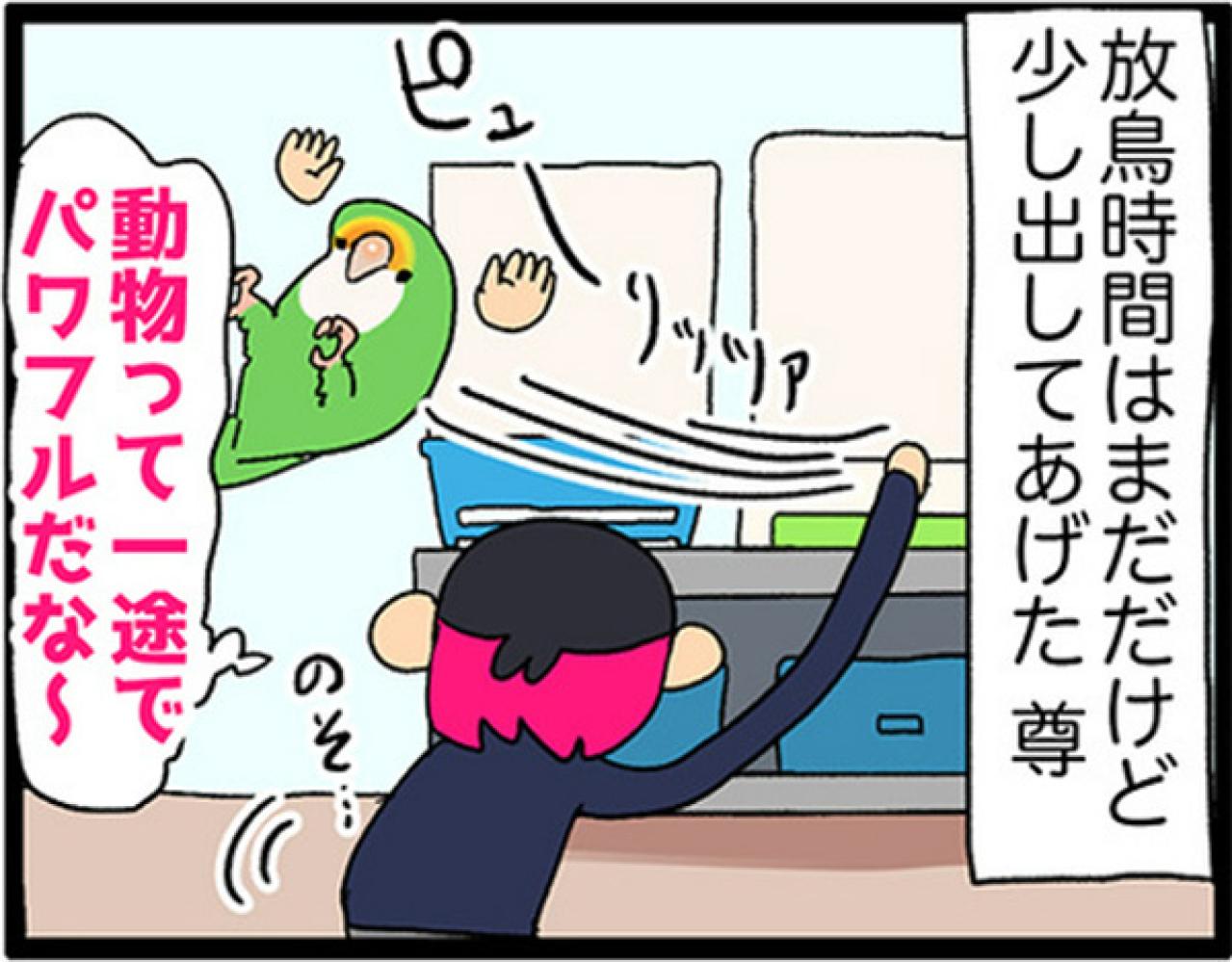 【鳥マンガ＃29】インコはいつでもパワフル／かわいいおしりを眺めていたら…（画像4）