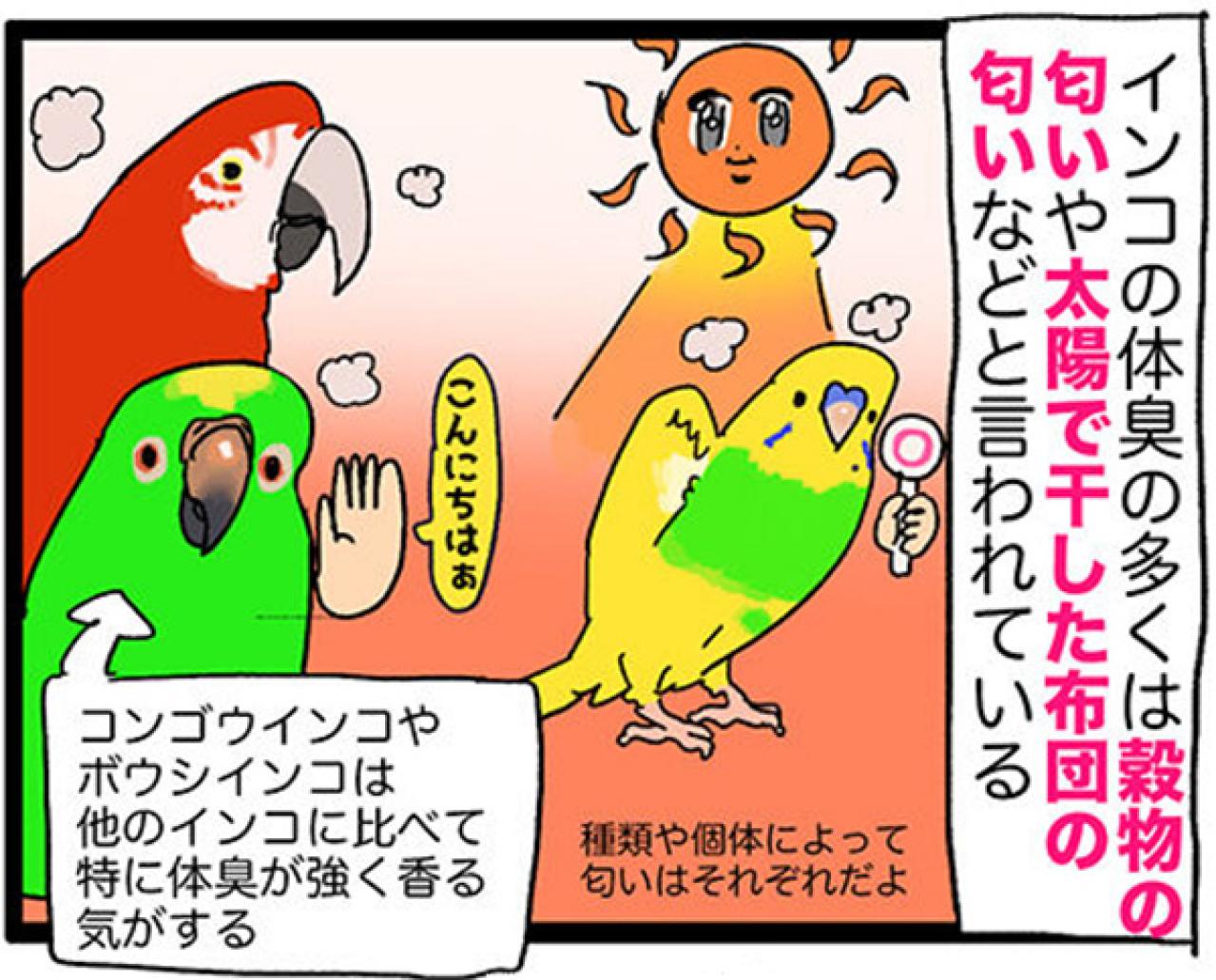 【鳥マンガ＃27】水浴びをしたときのインコ臭が…／女帝インコついにリンゴを召し上がる（画像3）