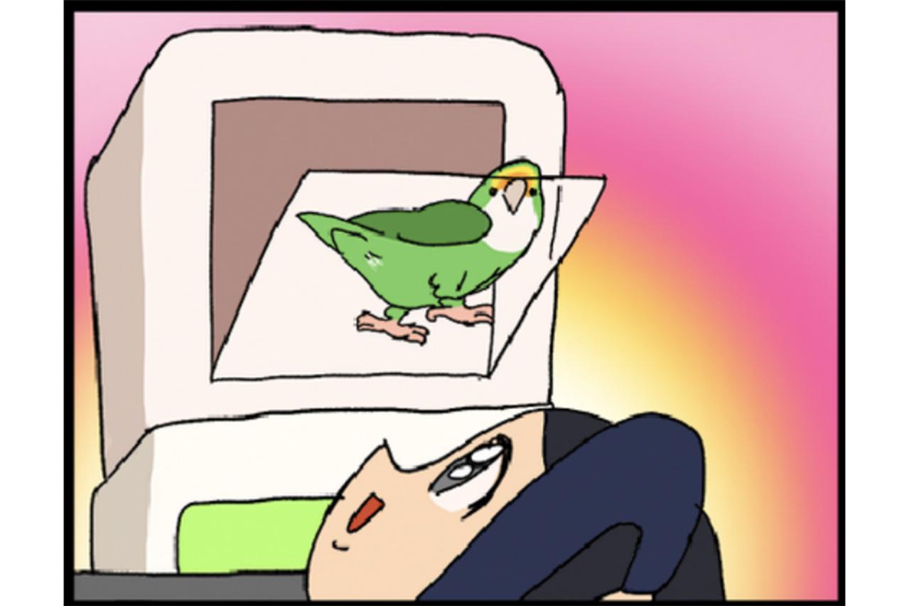 【鳥マンガ＃29】インコはいつでもパワフル／かわいいおしりを眺めていたら…
