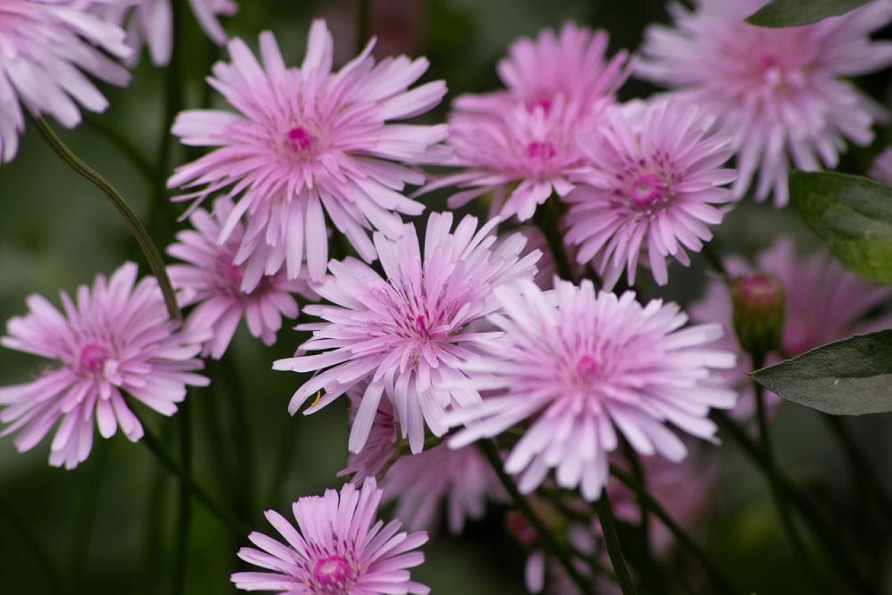 【ガーデニング】春に咲くふんわりピンクの花［9選］草丈の異なる3タイプ（画像7）