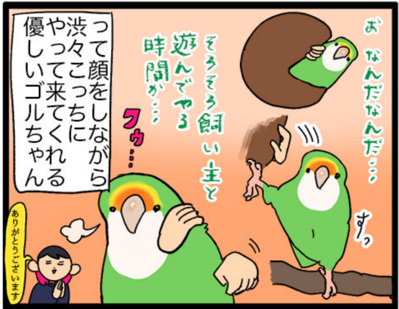 【鳥マンガ＃28】勇気を出してがんばったインコ／女帝インコの「尊（そん）」なところ（画像10）