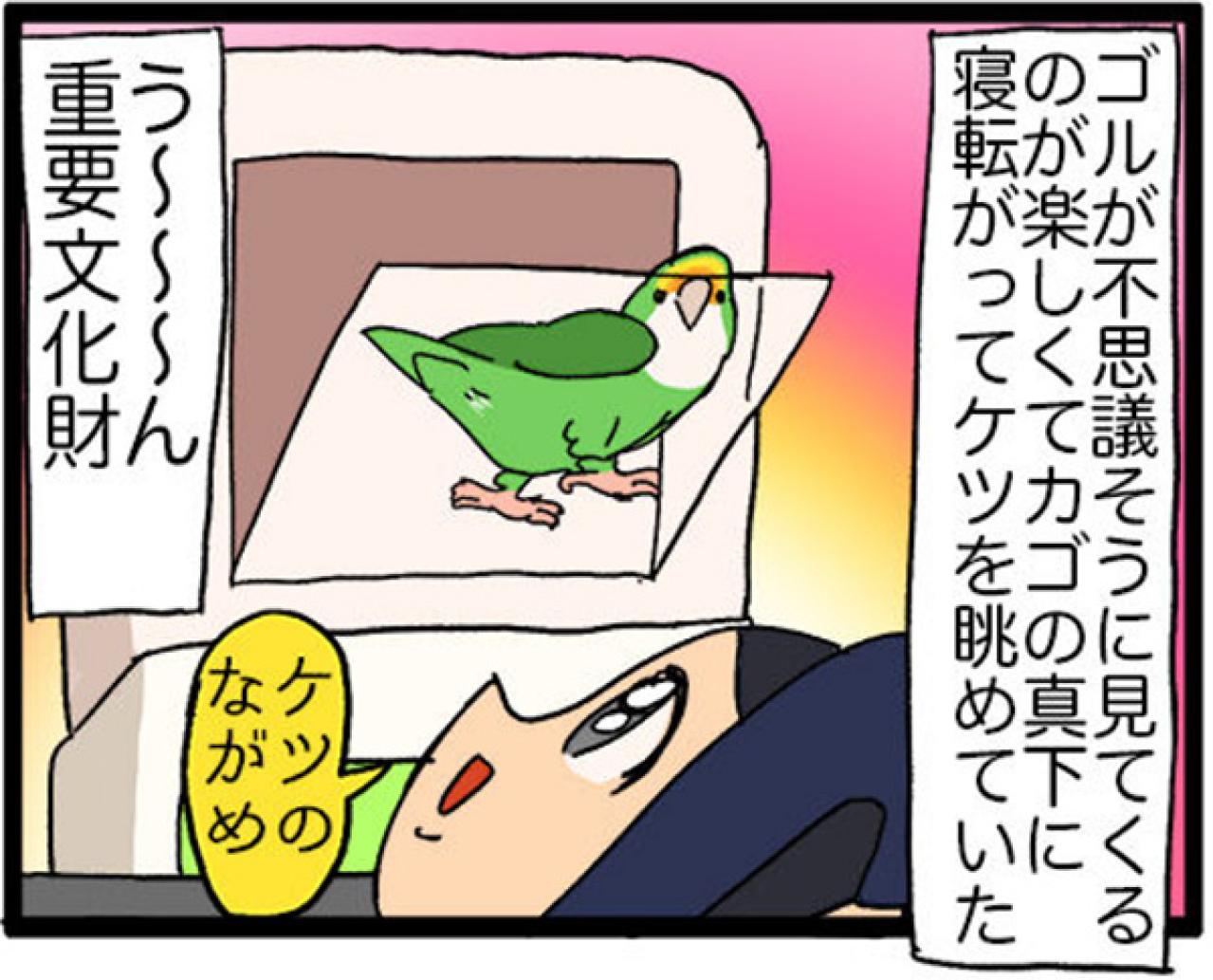【鳥マンガ＃29】インコはいつでもパワフル／かわいいおしりを眺めていたら…（画像7）