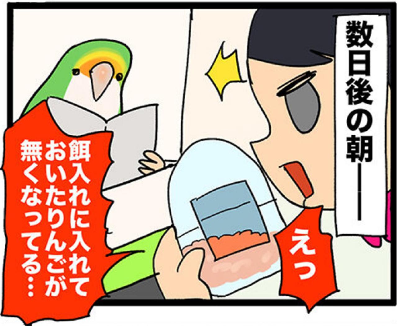 【鳥マンガ＃27】水浴びをしたときのインコ臭が…／女帝インコついにリンゴを召し上がる（画像13）