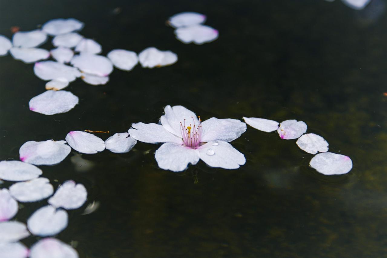 『桜の樹の下には』に潜む美と狂気—梶井基次郎の世界