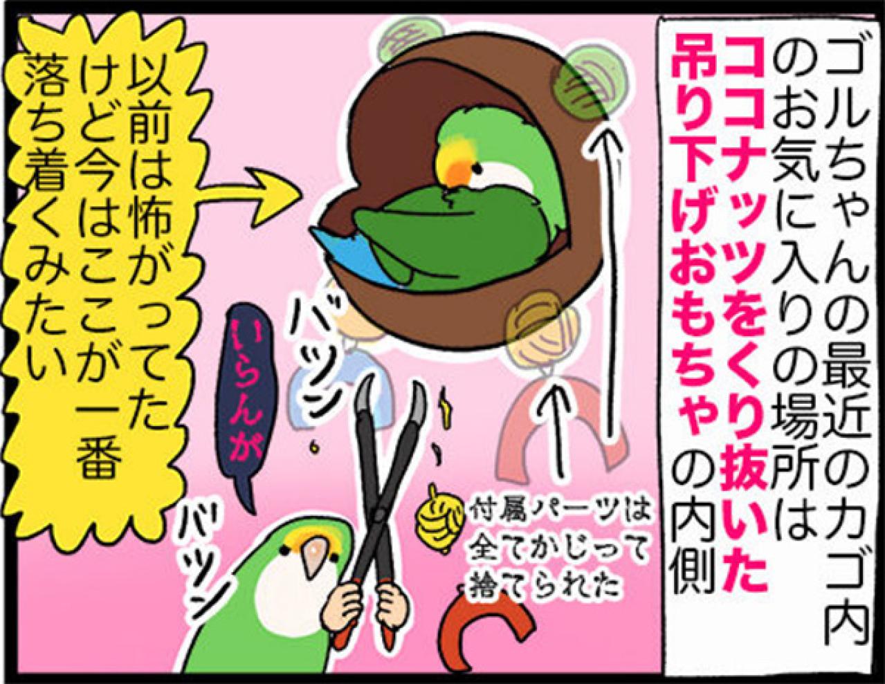【鳥マンガ＃28】勇気を出してがんばったインコ／女帝インコの「尊（そん）」なところ（画像7）