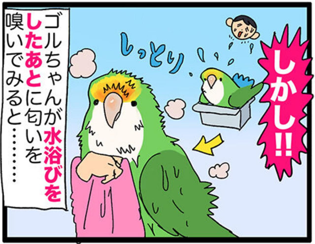 【鳥マンガ＃27】水浴びをしたときのインコ臭が…／女帝インコついにリンゴを召し上がる（画像5）