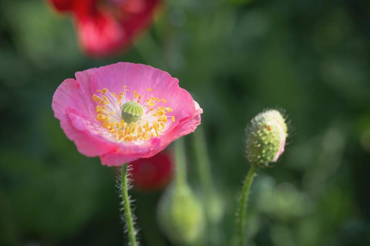 【ガーデニング】春に咲くふんわりピンクの花［9選］草丈の異なる3タイプ（画像5）