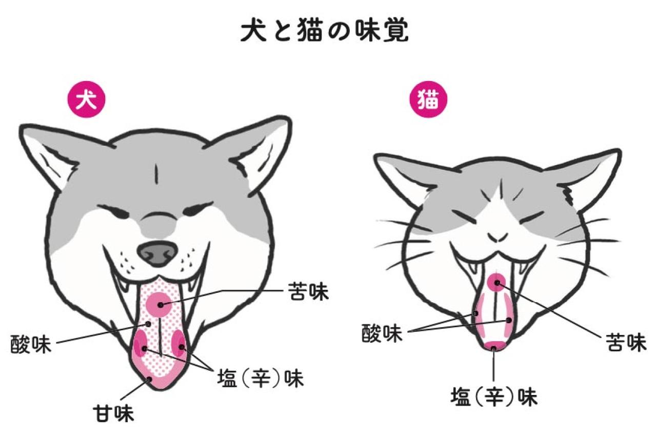 犬と猫、グルメなのはどっち？ 犬派・猫派バトルに動物学者が終止符！？（画像2）