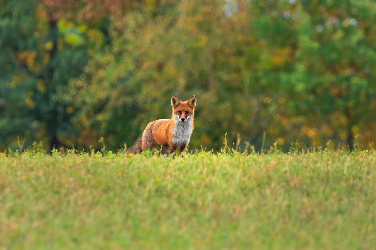 『ごん狐』を通して学ぶ罪と償い—新美南吉の名作を現代目線で要約