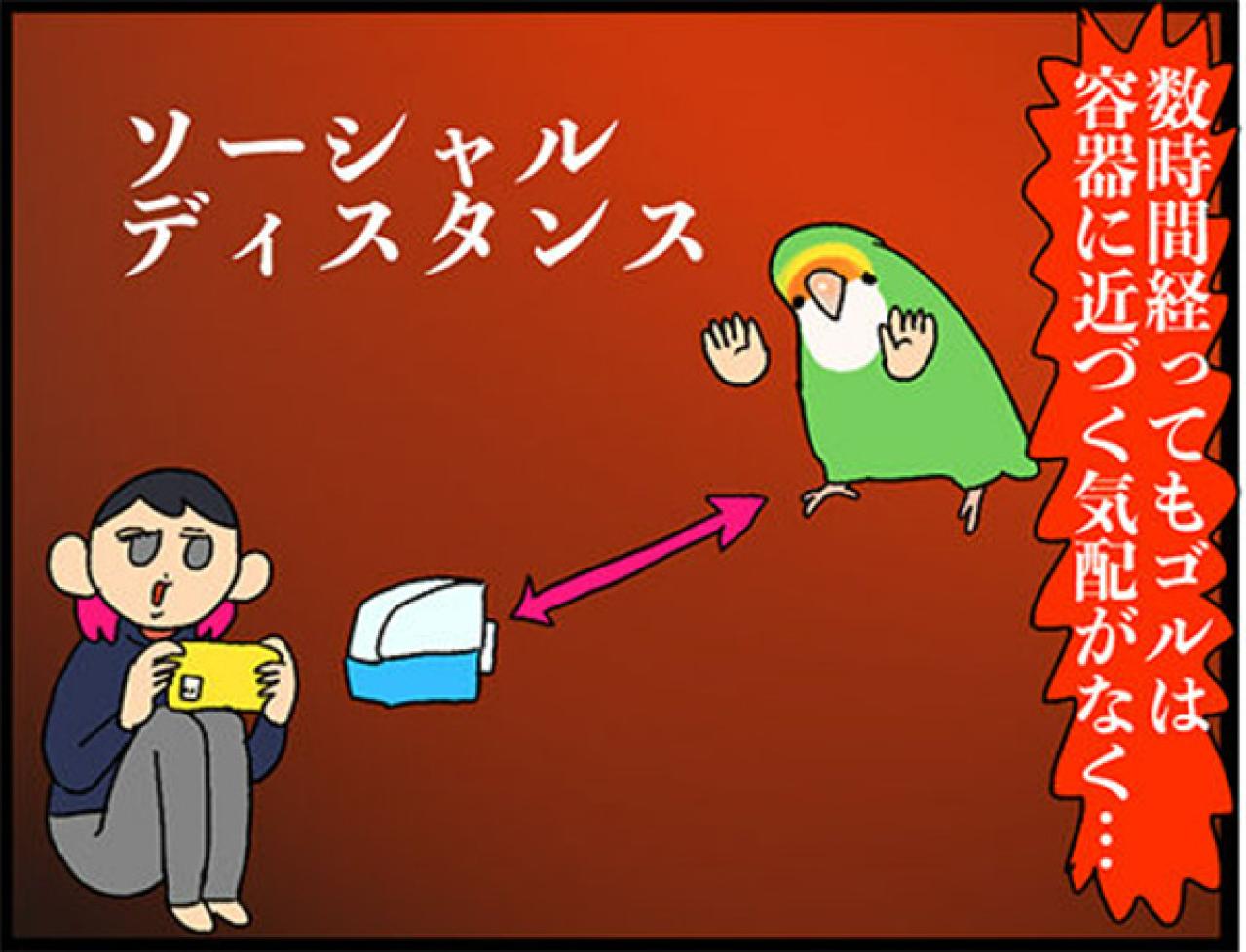 【鳥マンガ＃33】お尻をずっと眺めていたくて…／インコに「おやすみ」と言うと？（画像5）