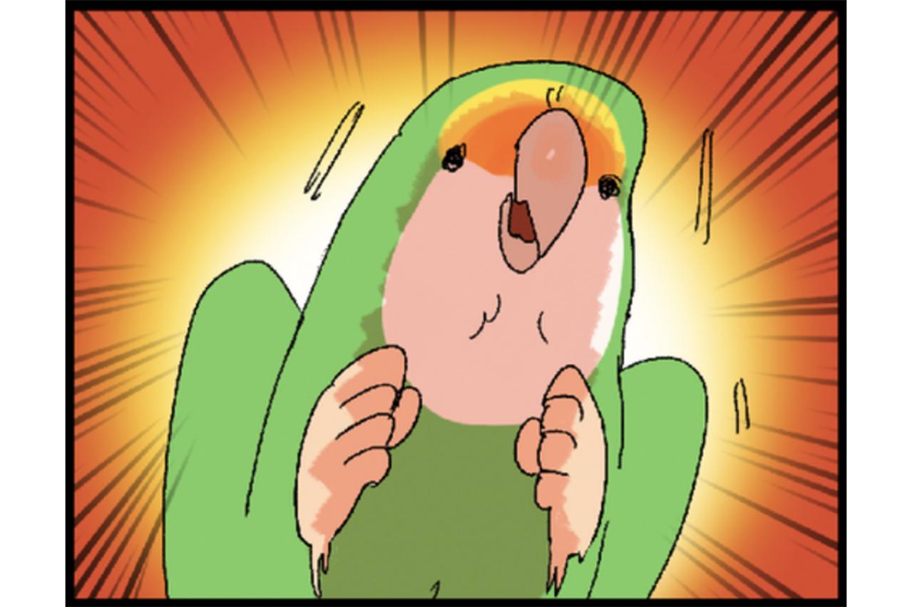 【鳥マンガ＃32】女帝インコの愛が重たい／飼い主がもう少し寝たい朝は？