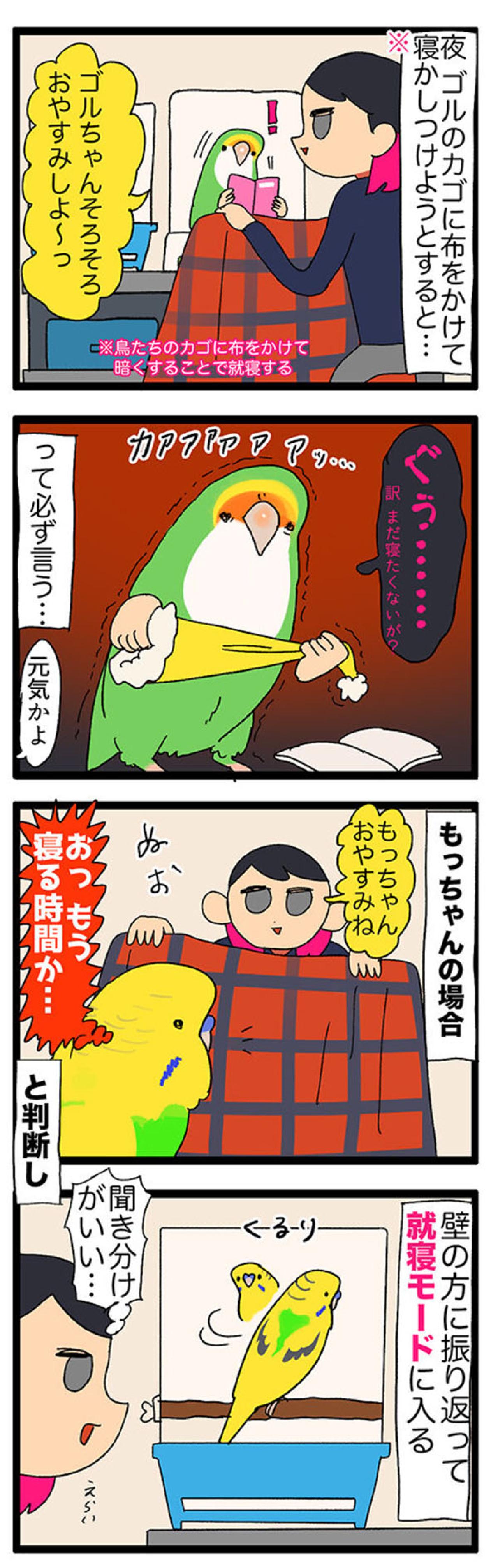 【鳥マンガ＃33】お尻をずっと眺めていたくて…／インコに「おやすみ」と言うと？（画像7）