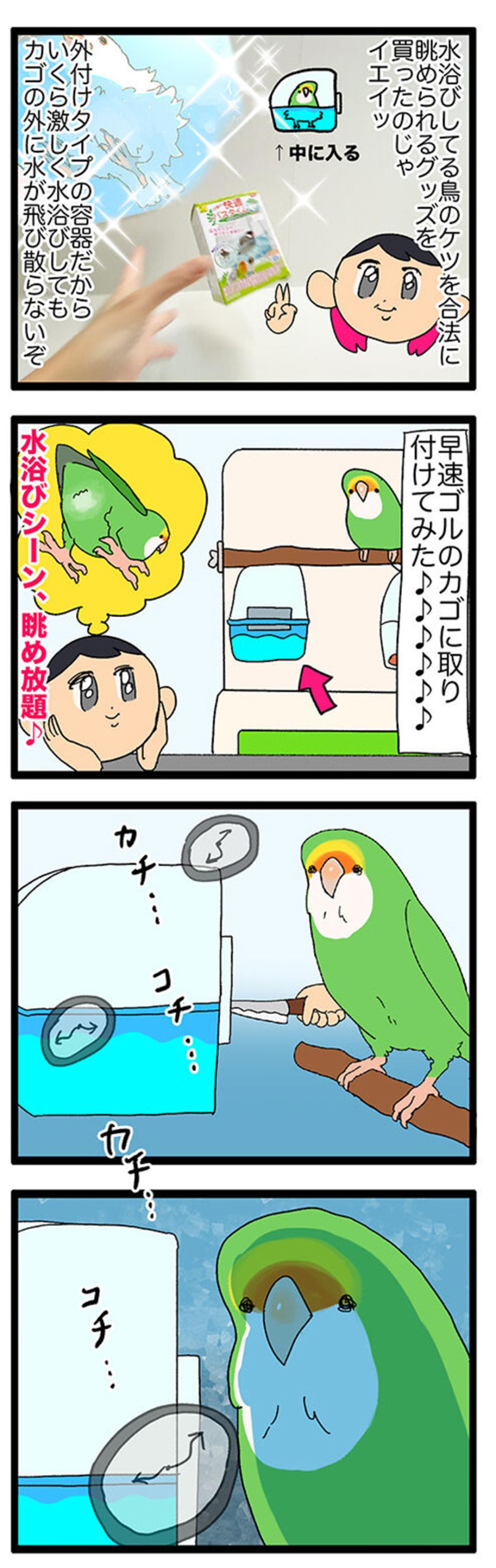 【鳥マンガ＃33】お尻をずっと眺めていたくて…／インコに「おやすみ」と言うと？（画像4）