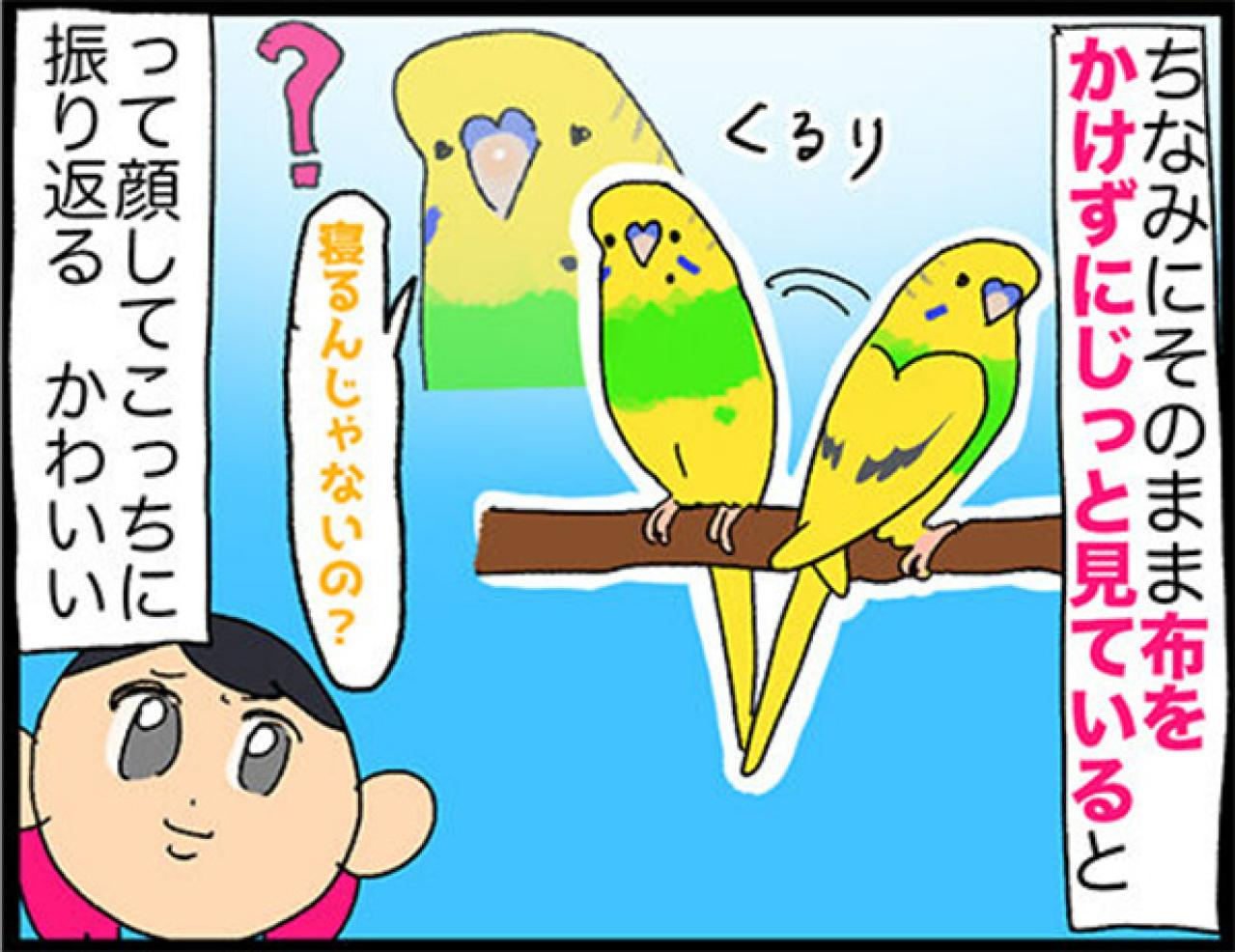 【鳥マンガ＃33】お尻をずっと眺めていたくて…／インコに「おやすみ」と言うと？（画像8）