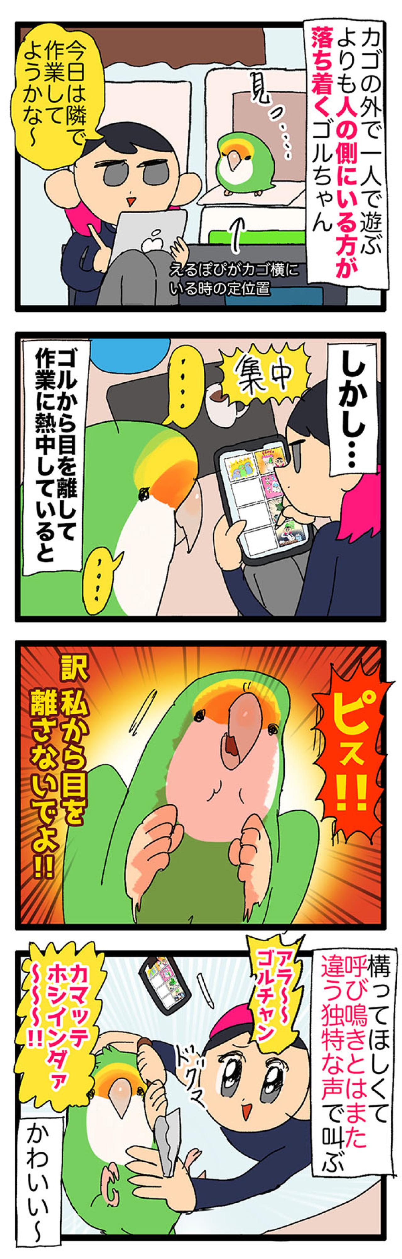 【鳥マンガ＃32】女帝インコの愛が重たい／飼い主がもう少し寝たい朝は？（画像3）