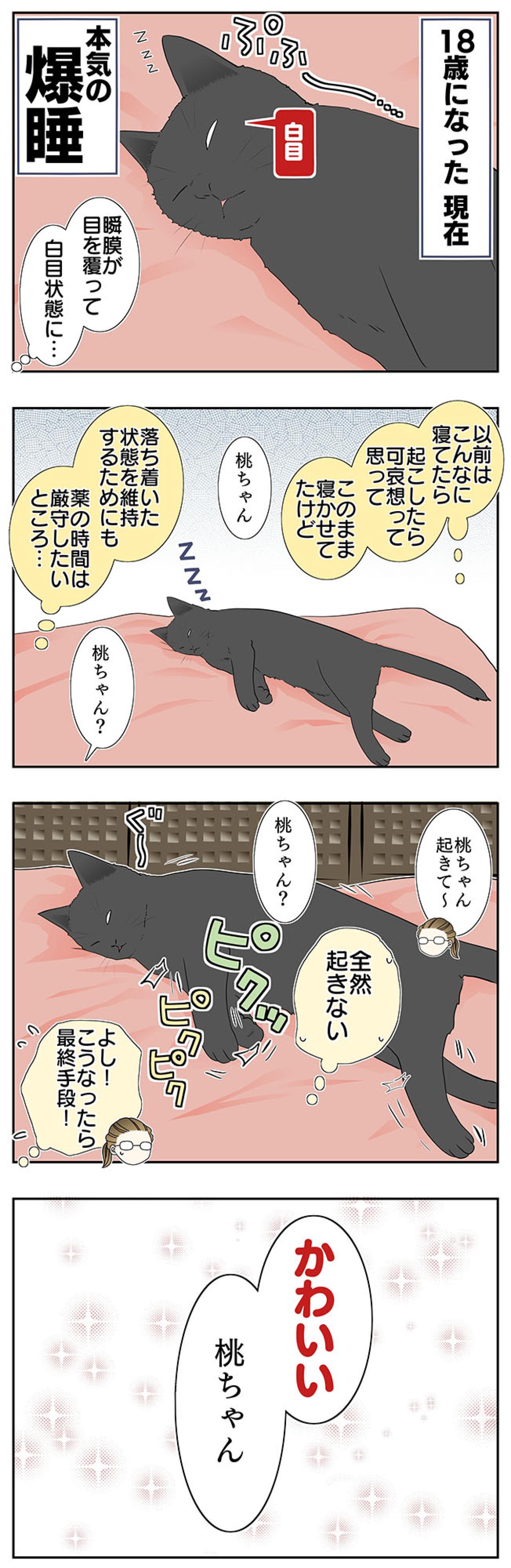【老猫マンガ】猫、パワーワードで覚醒する？ 18歳の元保護猫・桃姐［＃22］（画像3）