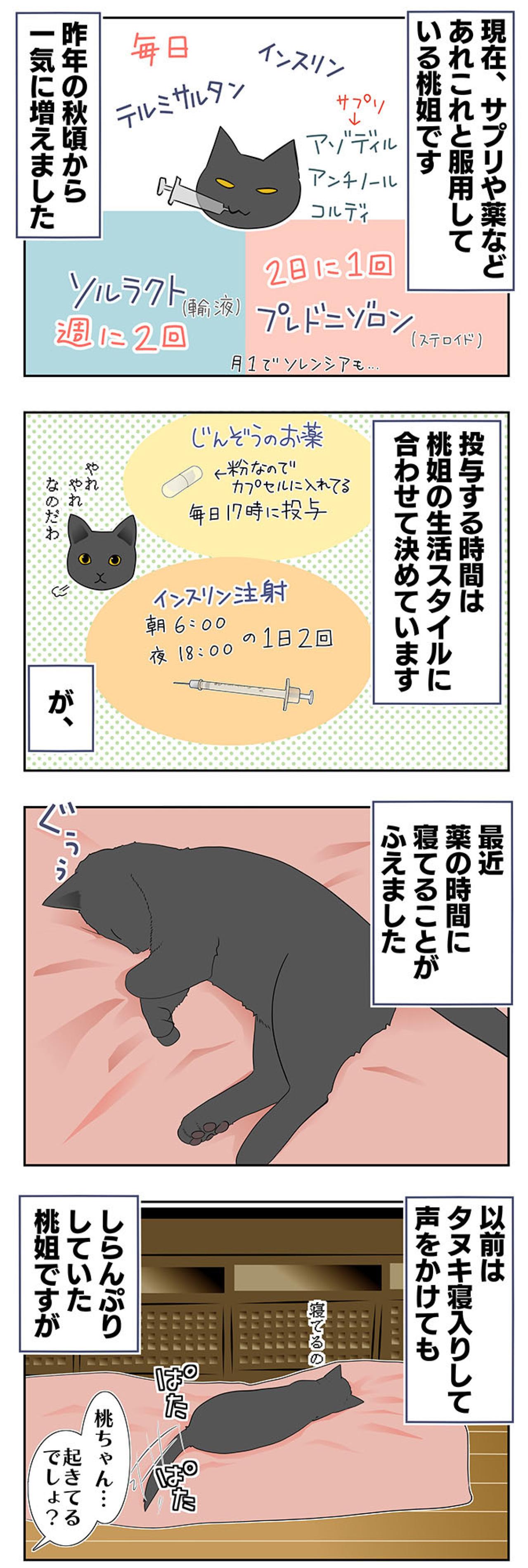 【老猫マンガ】猫、パワーワードで覚醒する？ 18歳の元保護猫・桃姐［＃22］（画像2）