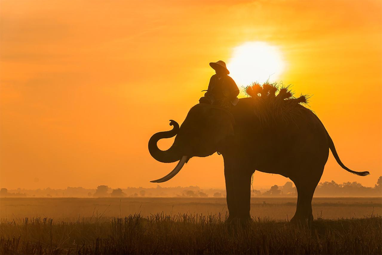 宮沢賢治『オツベルと象』象たちの怒りが爆発するとき、物語はどうなる！？