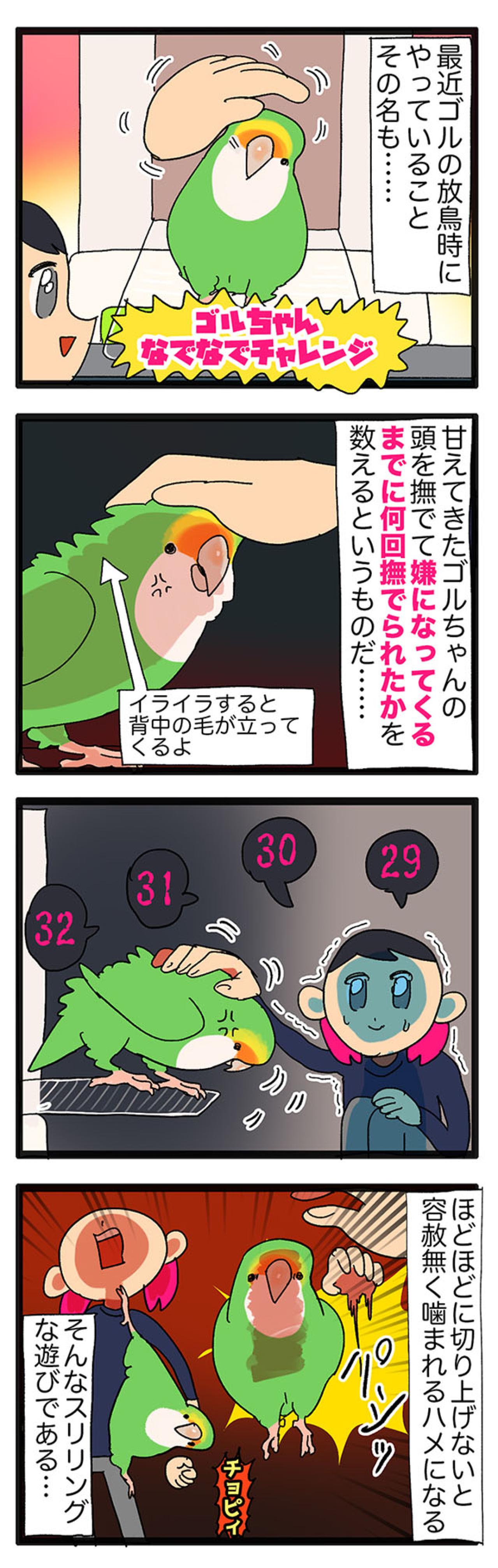 【鳥マンガ＃30】女帝インコ撫で撫でチャレンジ！／おもちゃを貢ぎたいのに…（画像3）