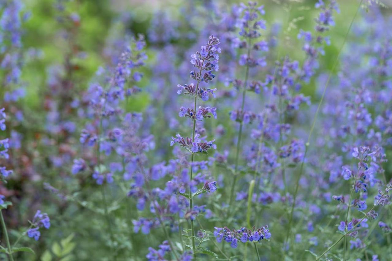 【ガーデニング】組み合わせが楽しくなる！「一年草と多年草」8選（画像13）