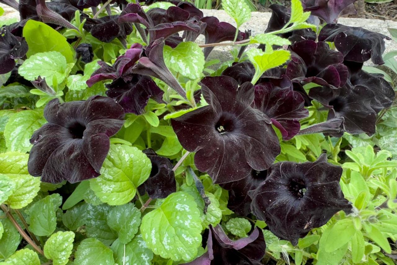 【ガーデニング】組み合わせが楽しくなる！「一年草と多年草」8選（画像2）