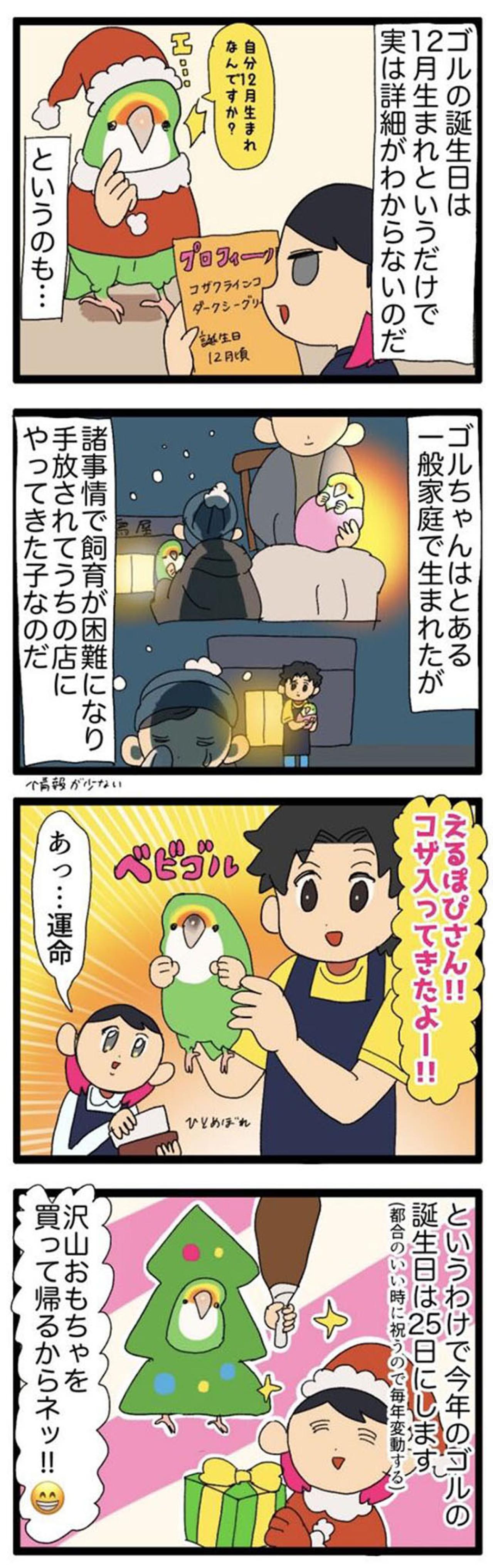 【鳥マンガ＃31】ゴルちゃんの誕生日は12月／毎年変わるインコの誕生日（画像4）