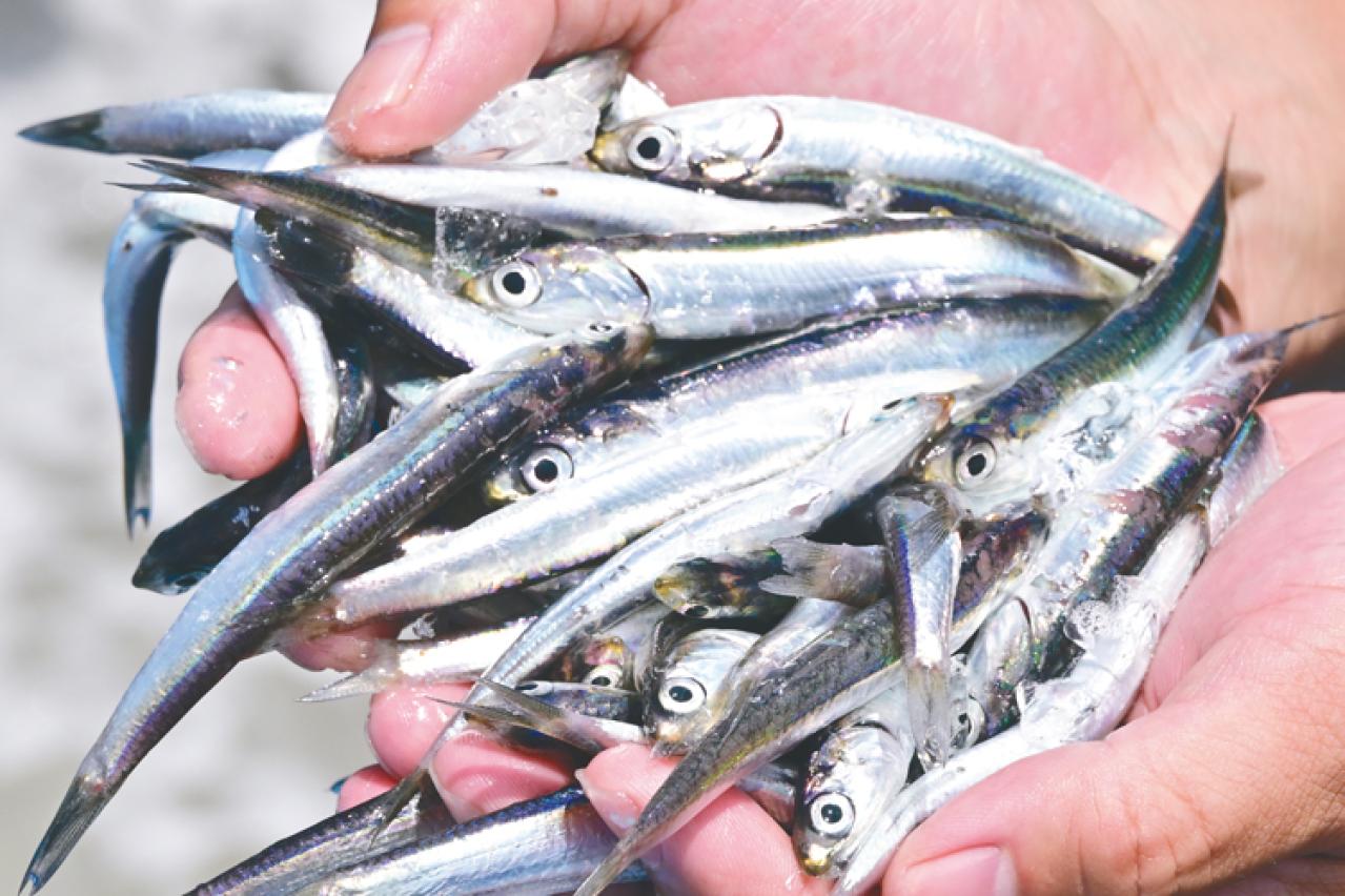 【今だけ半額】カルシウム不足・骨粗しょう症が不安…そんな50代以上にこそ食べて欲しい「いわしせんべい」とは？（画像3）