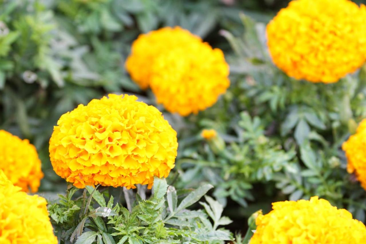 【ガーデニング】組み合わせが楽しくなる！「一年草と多年草」8選（画像7）