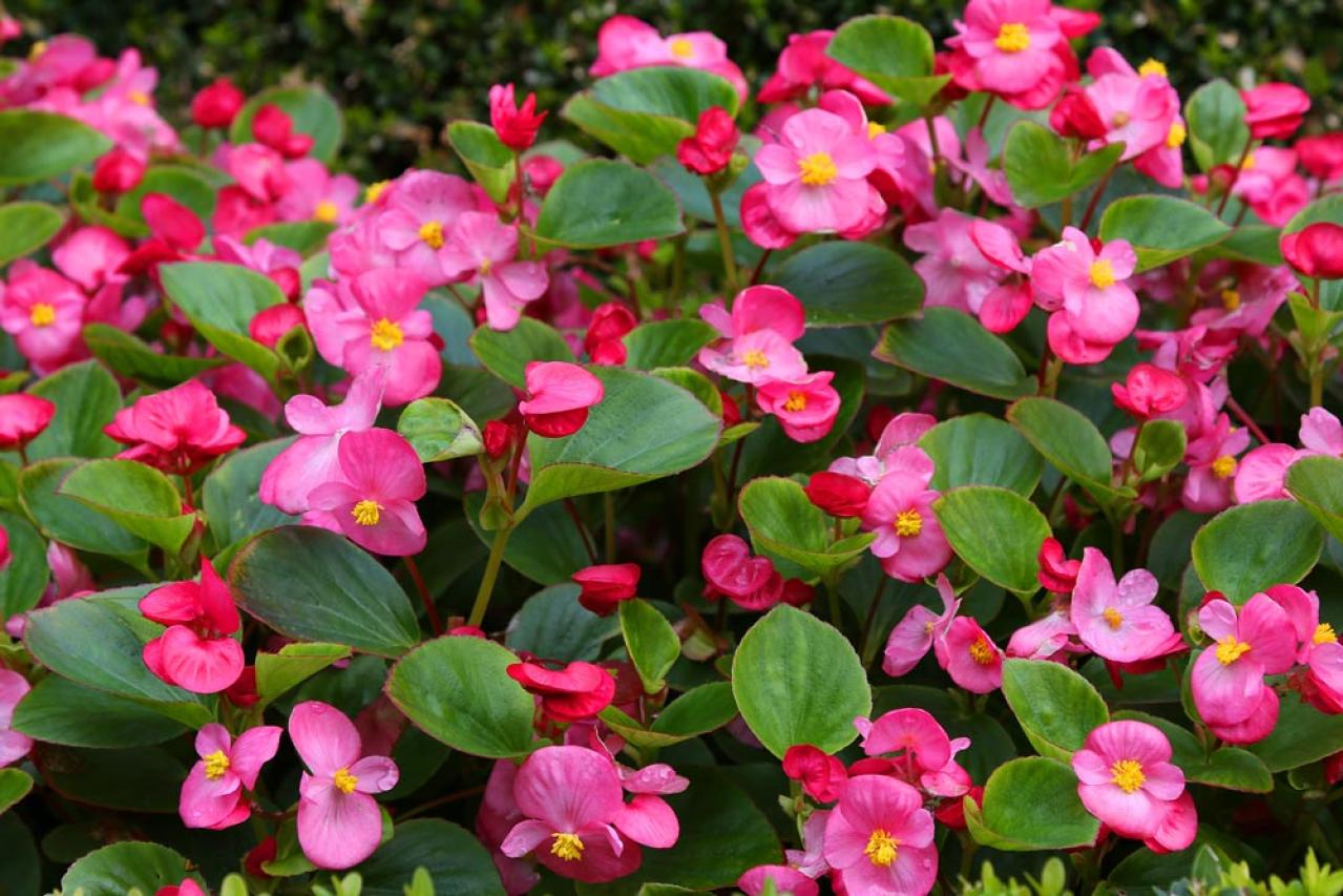 【ガーデニング】組み合わせが楽しくなる！「一年草と多年草」8選（画像4）