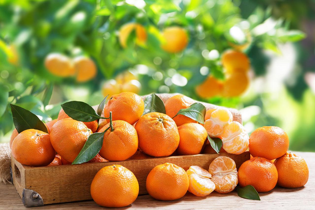 芥川龍之介の『蜜柑』あらすじ紹介。列車に乗り込んできた薄汚れた服装の小娘、その正体とは？