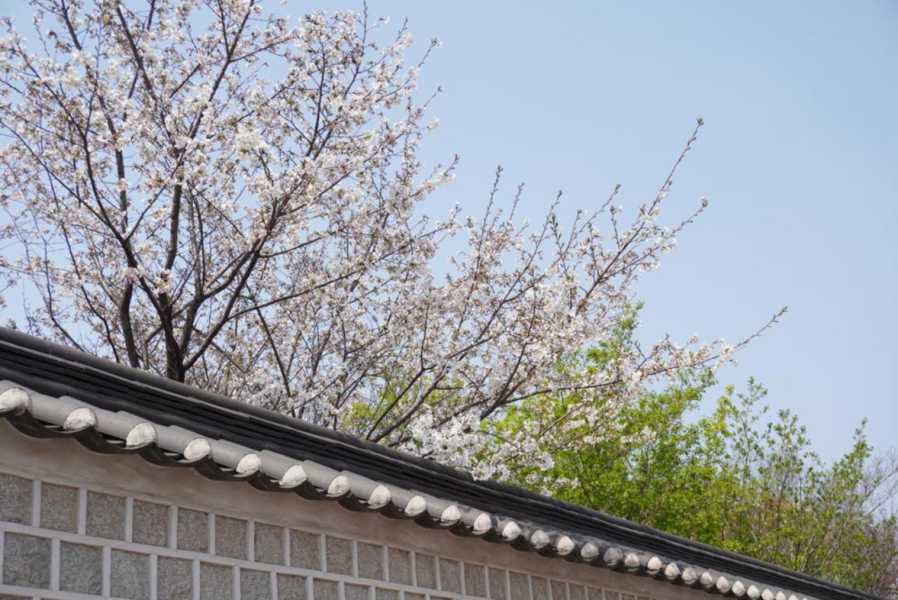 ソウルで「愛の不時着」気分。滋味深い味がうれしい【北朝鮮式のレストラン】は50代〜女性におすすめ（画像17）