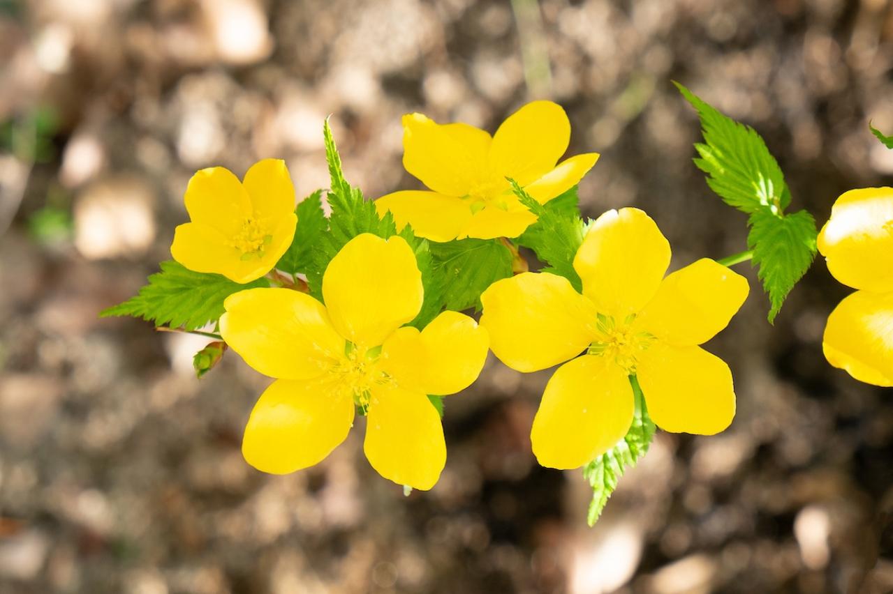 5月の誕生花と花言葉一覧【366日の誕生花と幸せの花言葉】（画像30）