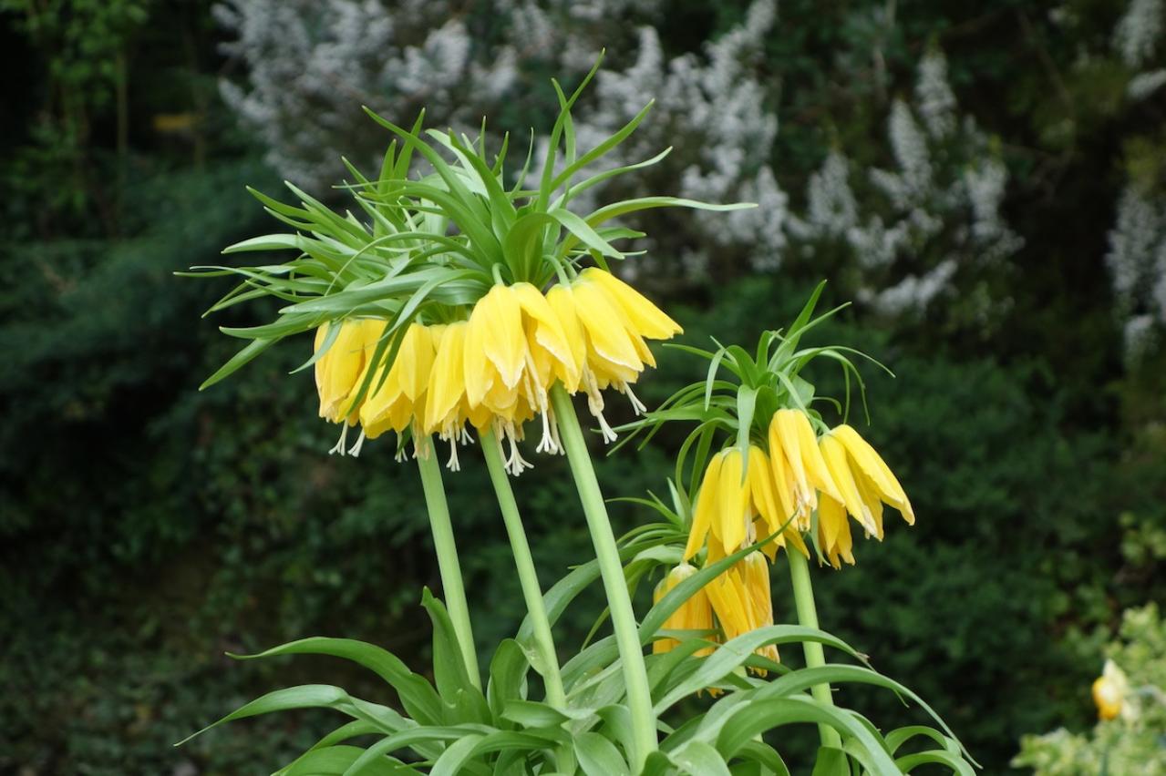 5月の誕生花と花言葉一覧【366日の誕生花と幸せの花言葉】（画像6）