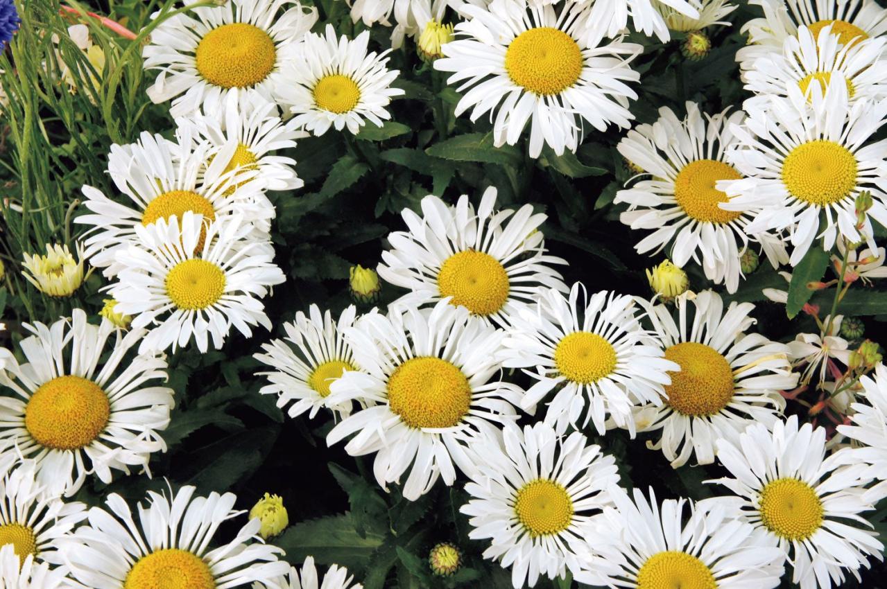 5月の誕生花と花言葉一覧【366日の誕生花と幸せの花言葉】（画像28）