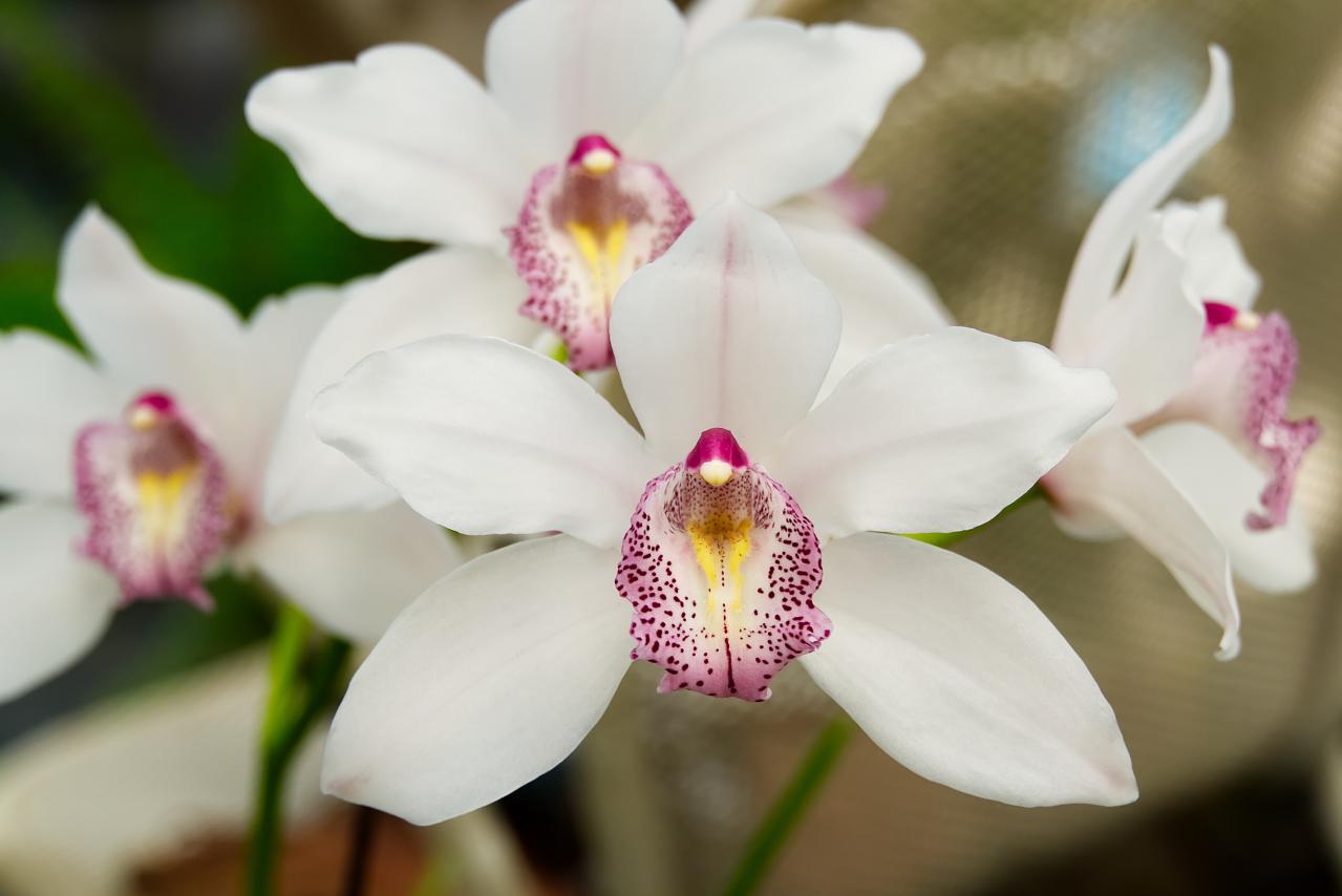 5月の誕生花と花言葉一覧【366日の誕生花と幸せの花言葉】（画像2）