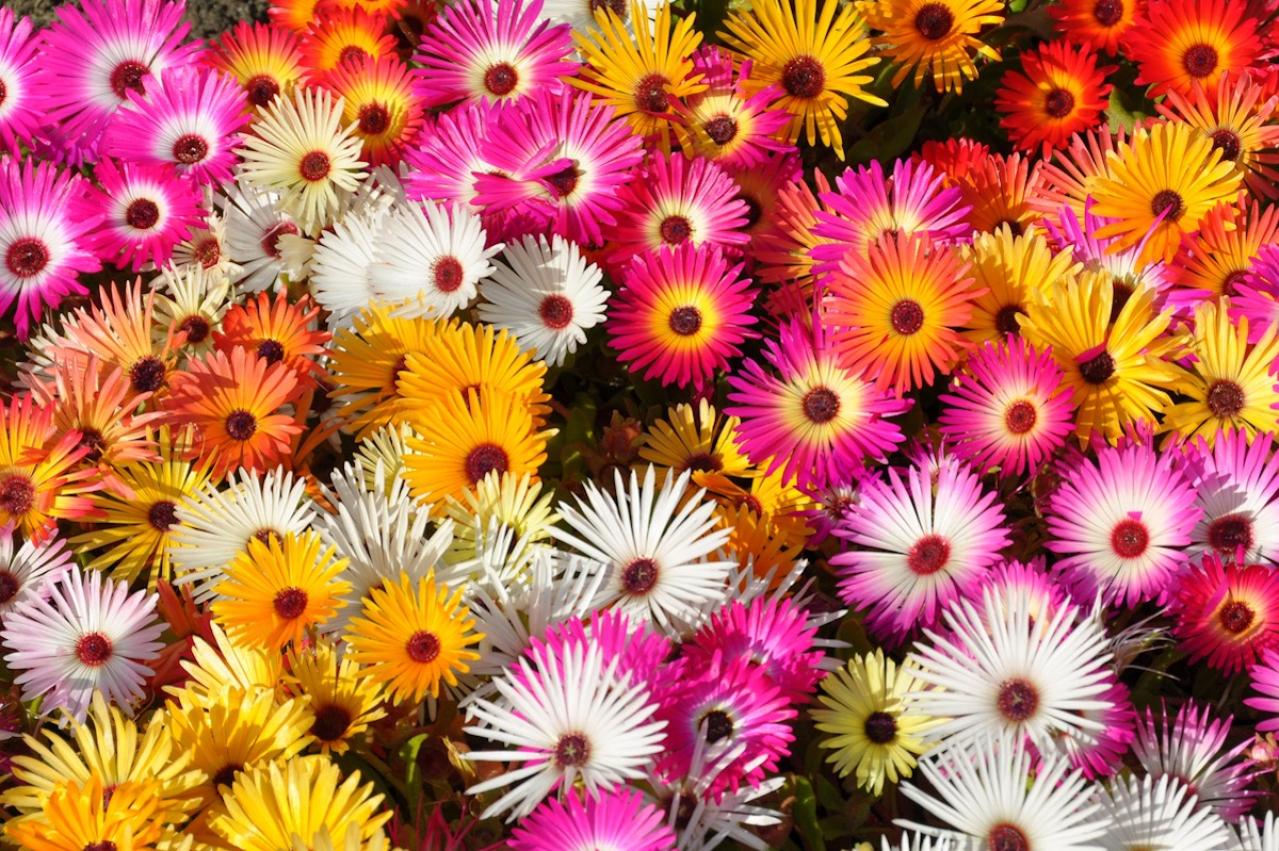 5月の誕生花と花言葉一覧【366日の誕生花と幸せの花言葉】（画像9）