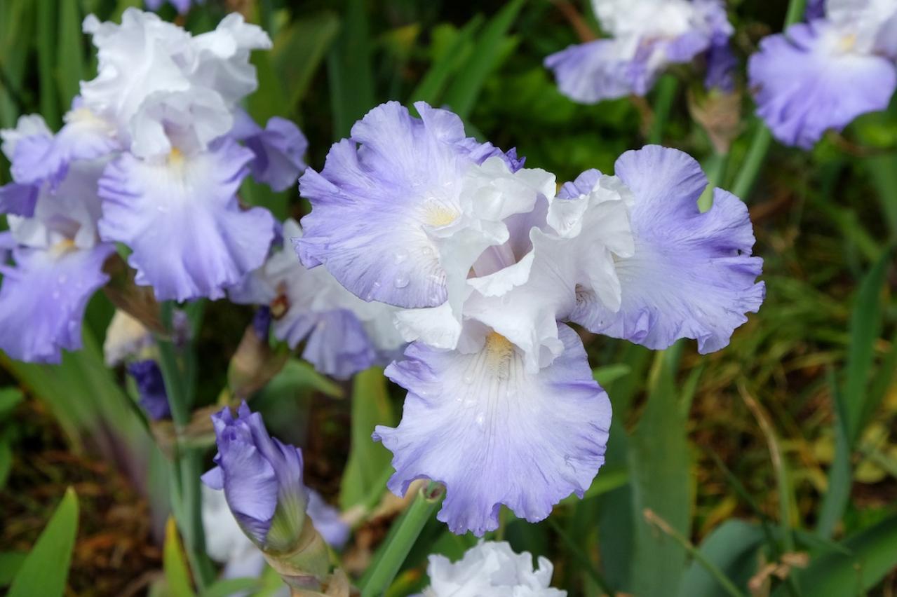 5月の誕生花と花言葉一覧【366日の誕生花と幸せの花言葉】（画像25）