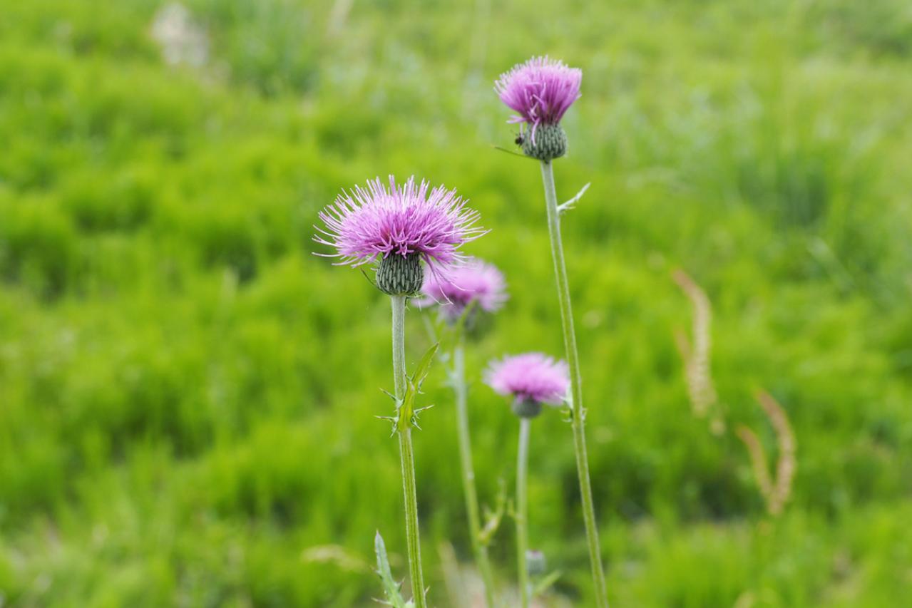 5月の誕生花と花言葉一覧【366日の誕生花と幸せの花言葉】（画像7）