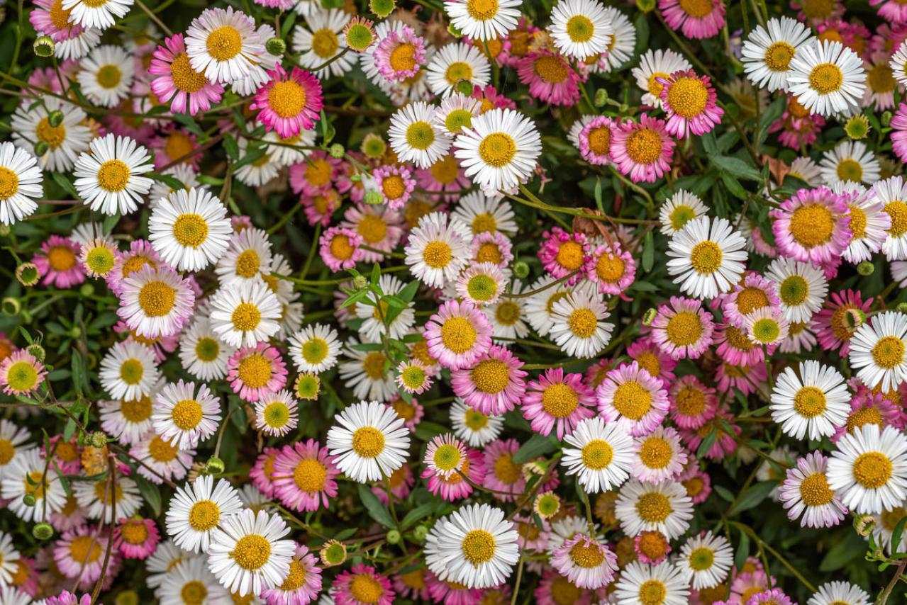 5月の誕生花と花言葉一覧【366日の誕生花と幸せの花言葉】（画像29）