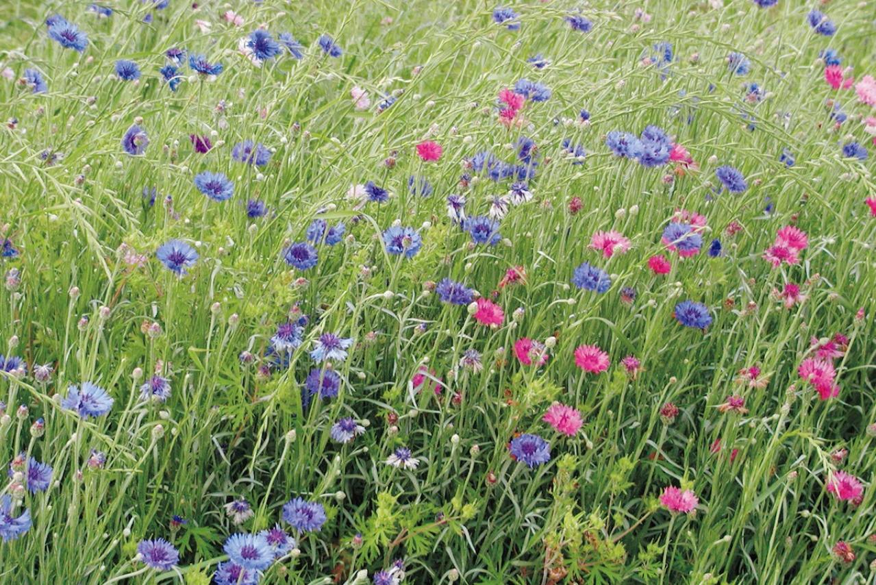 5月の誕生花と花言葉一覧【366日の誕生花と幸せの花言葉】（画像12）