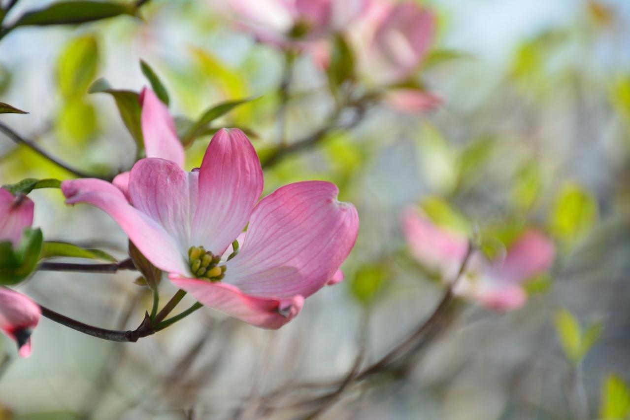 5月の誕生花と花言葉一覧【366日の誕生花と幸せの花言葉】（画像11）