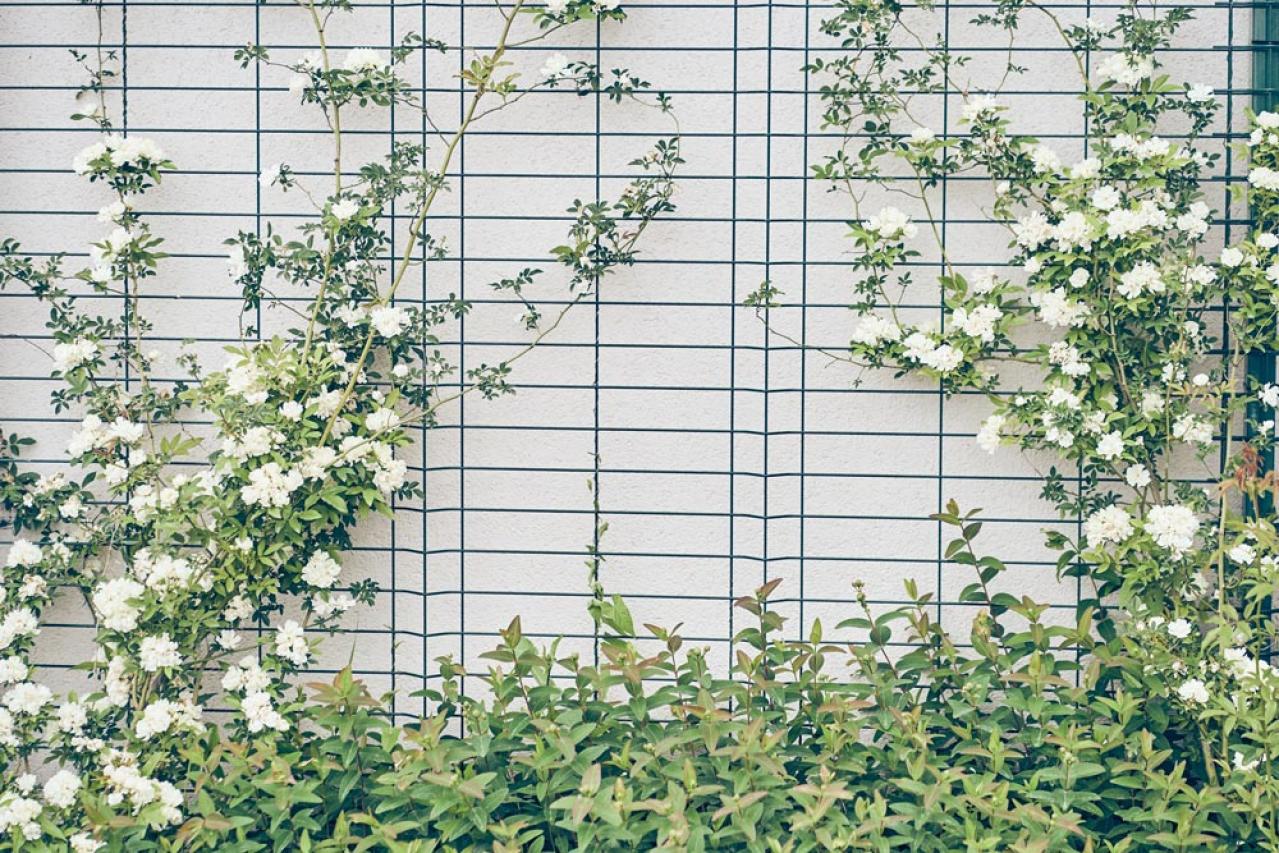 【ガーデニング】可愛いモッコウバラの育て方と、注意したいこととは？（画像5）