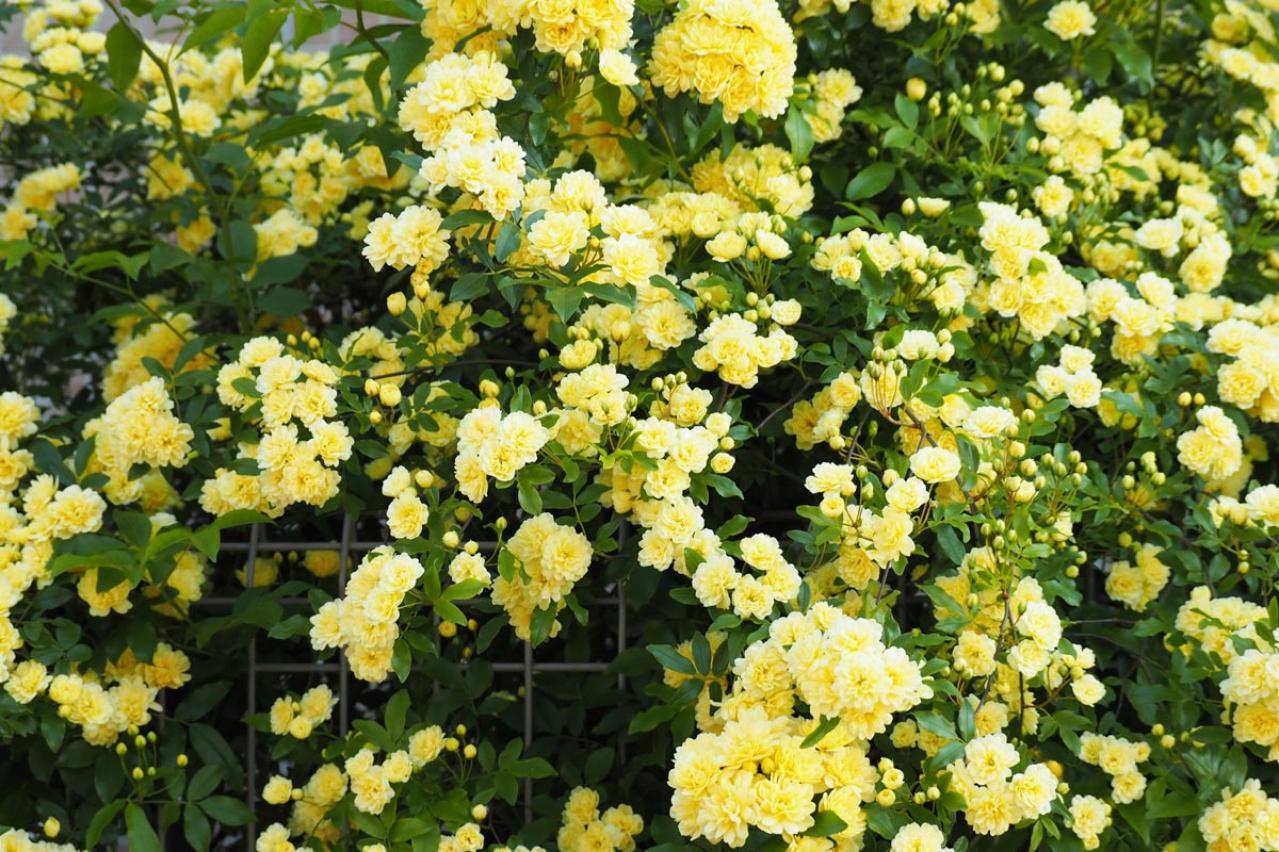 【ガーデニング】可愛いモッコウバラの育て方と、注意したいこととは？