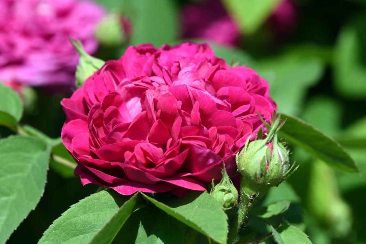 【ガーデニング】可愛いモッコウバラの育て方と、注意したいこととは？（画像6）