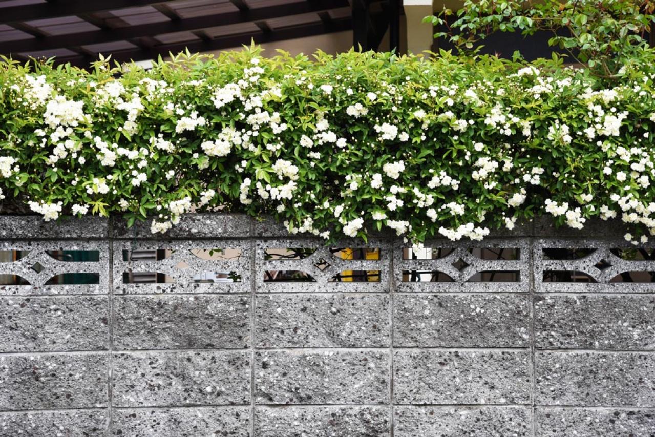 【ガーデニング】可愛いモッコウバラの育て方と、注意したいこととは？（画像4）