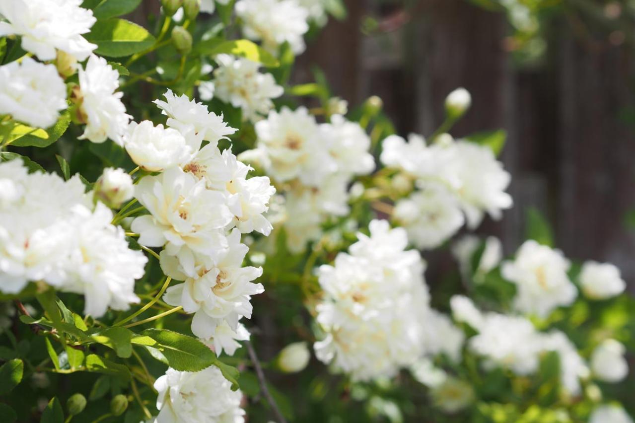 【ガーデニング】可愛いモッコウバラの育て方と、注意したいこととは？（画像3）