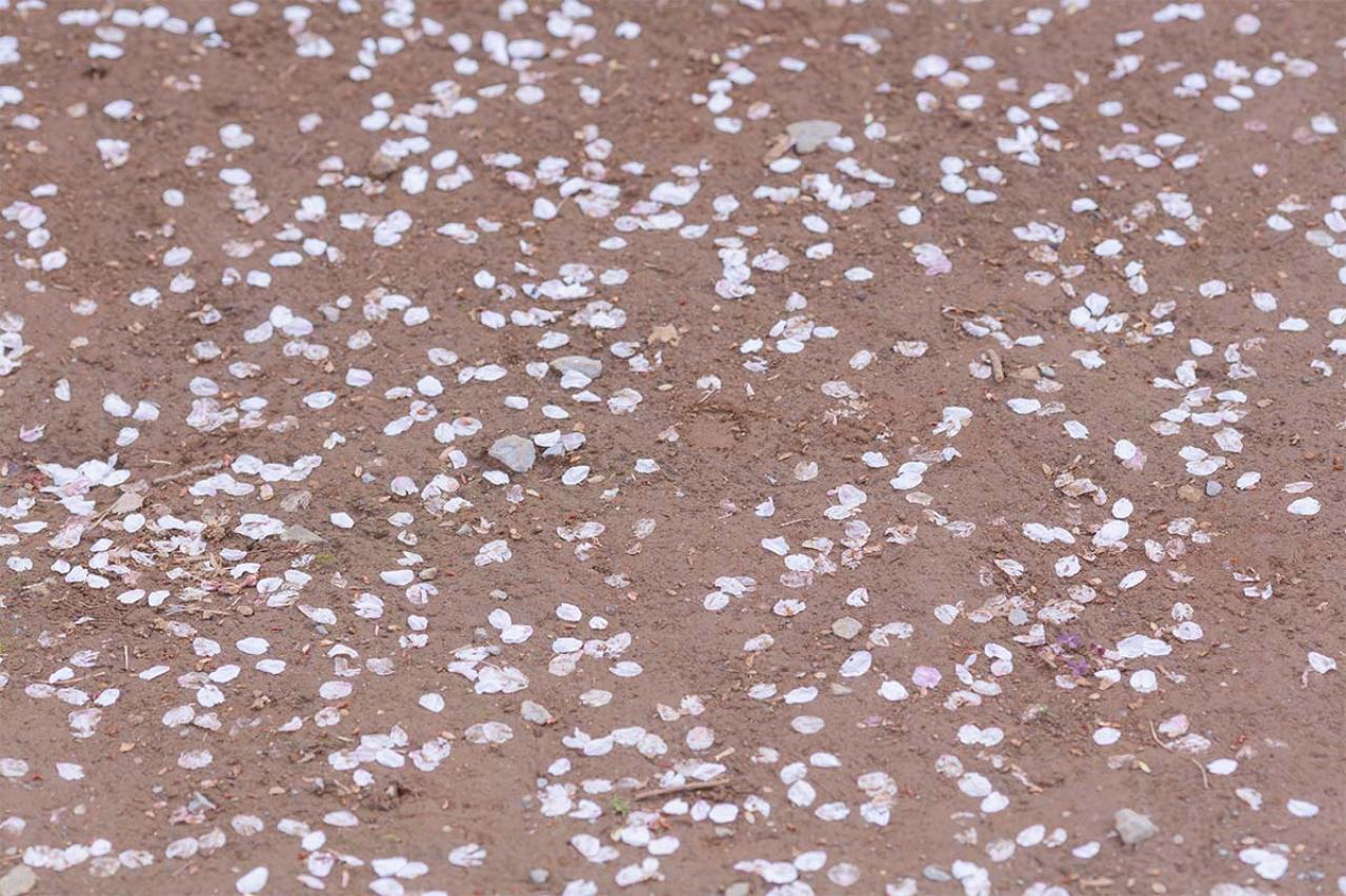 太宰治の『葉桜と魔笛』あらすじ紹介。一人の女性の切ない回想録